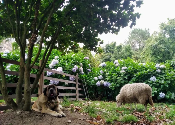 Pepe, Casa Compartida Ποντεβέντρα